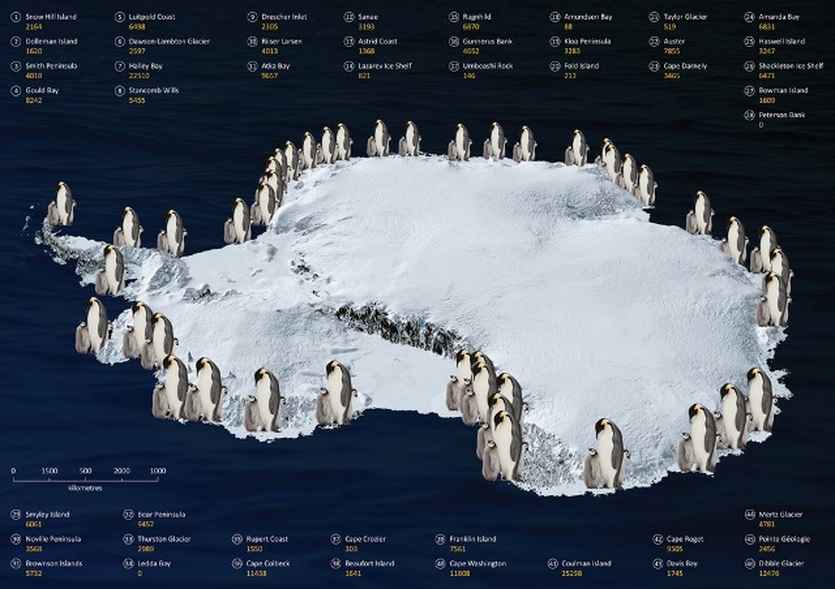 where do penguins live