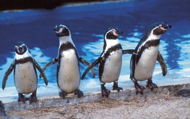 humbdolt penguins